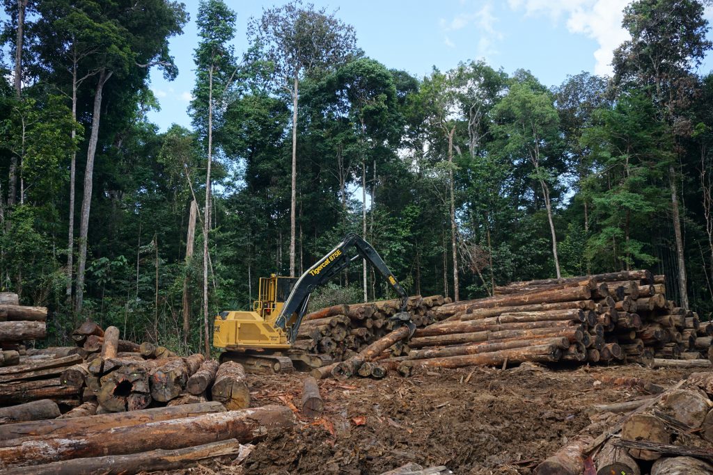Exploitation forestière parc stockage grumes Guyane