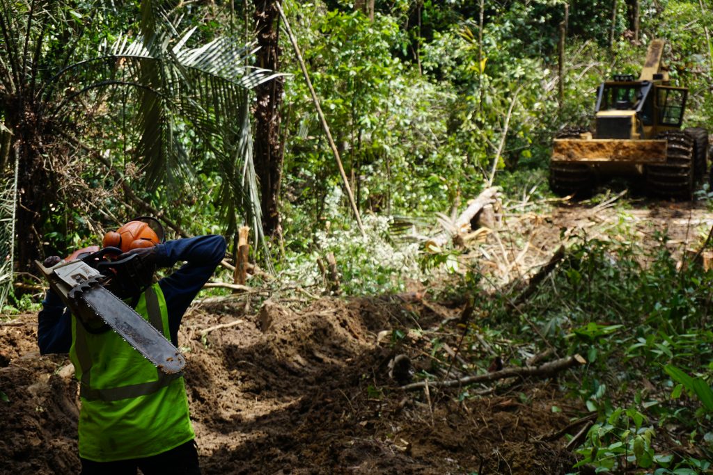 Exploitation forestière abattage tronçonneuse Guyane