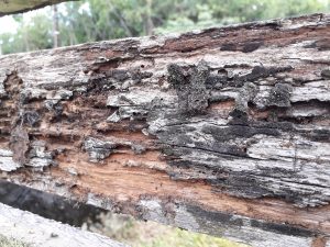 Termites durabilité bois guyane