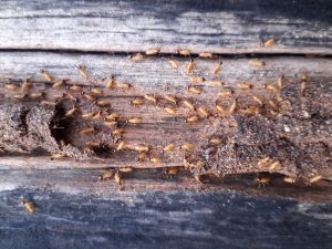Termites bois Guyane Durabilité